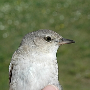 Höksångare, Sundre 20100604